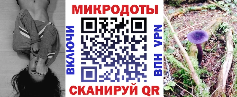 Галлюциногенные грибы Psilocybine cubensis  Багратионовск 